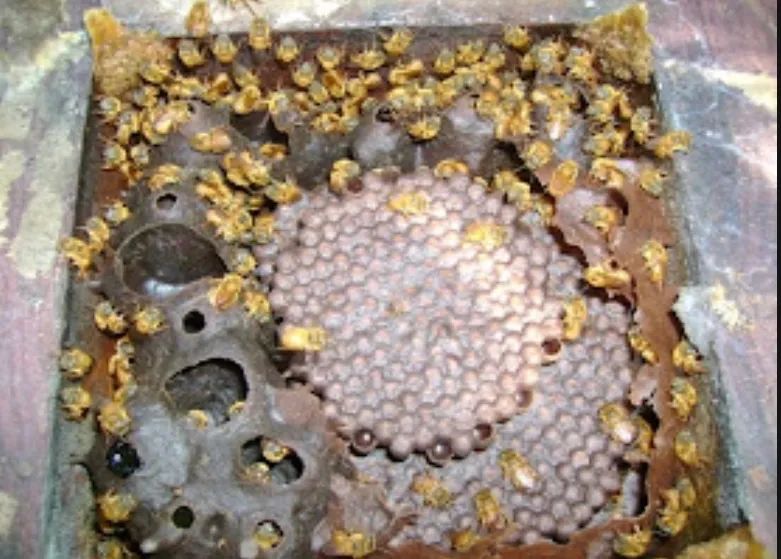 Colmeias de uruçu - Foto 4