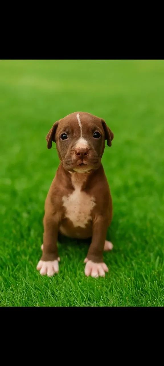Filhotes Pitbull Top de Linhagem - Foto 3