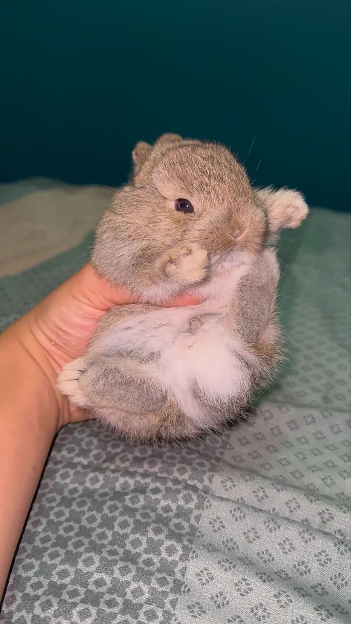 Netherland dwarf  - Foto 3