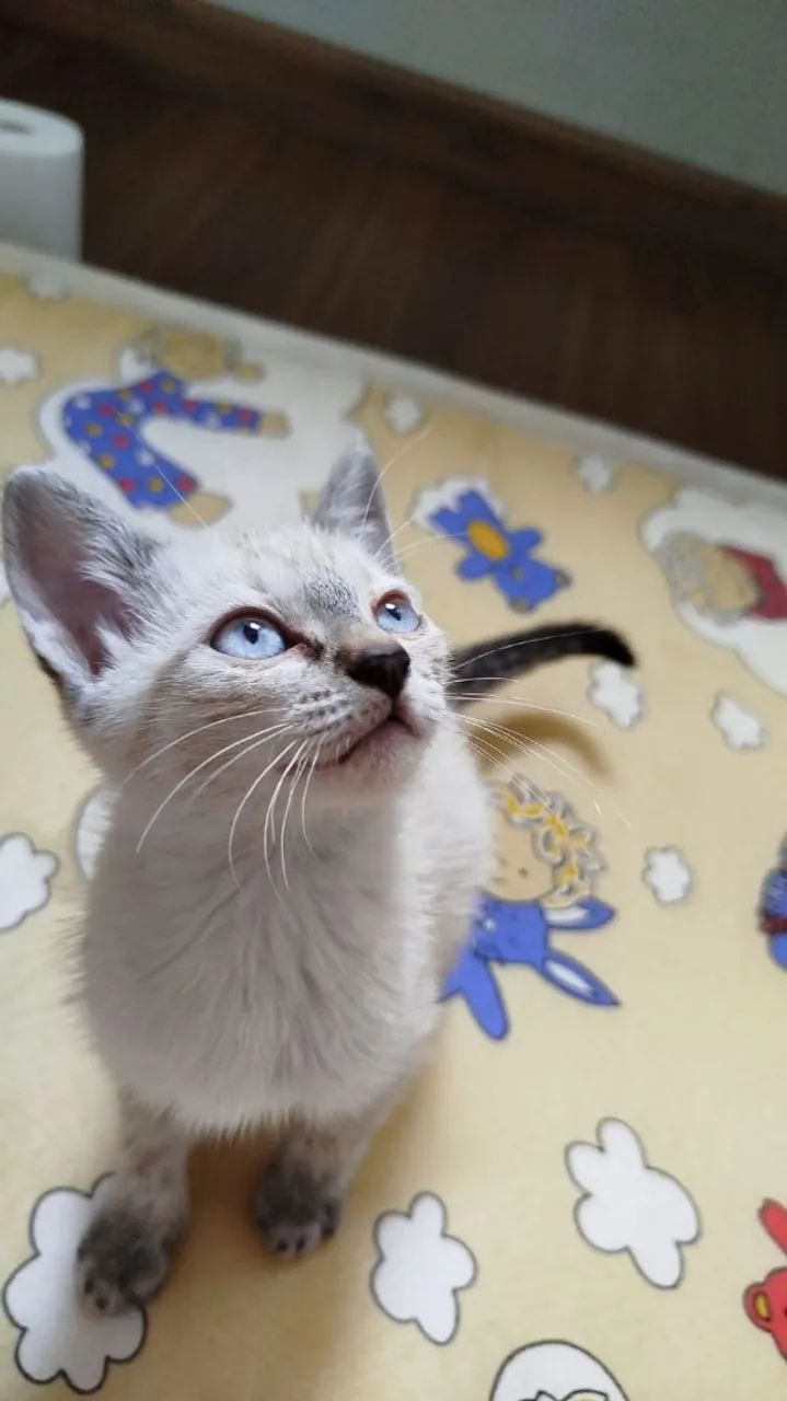 Bebê resgatado ADOTADO  - Foto 4