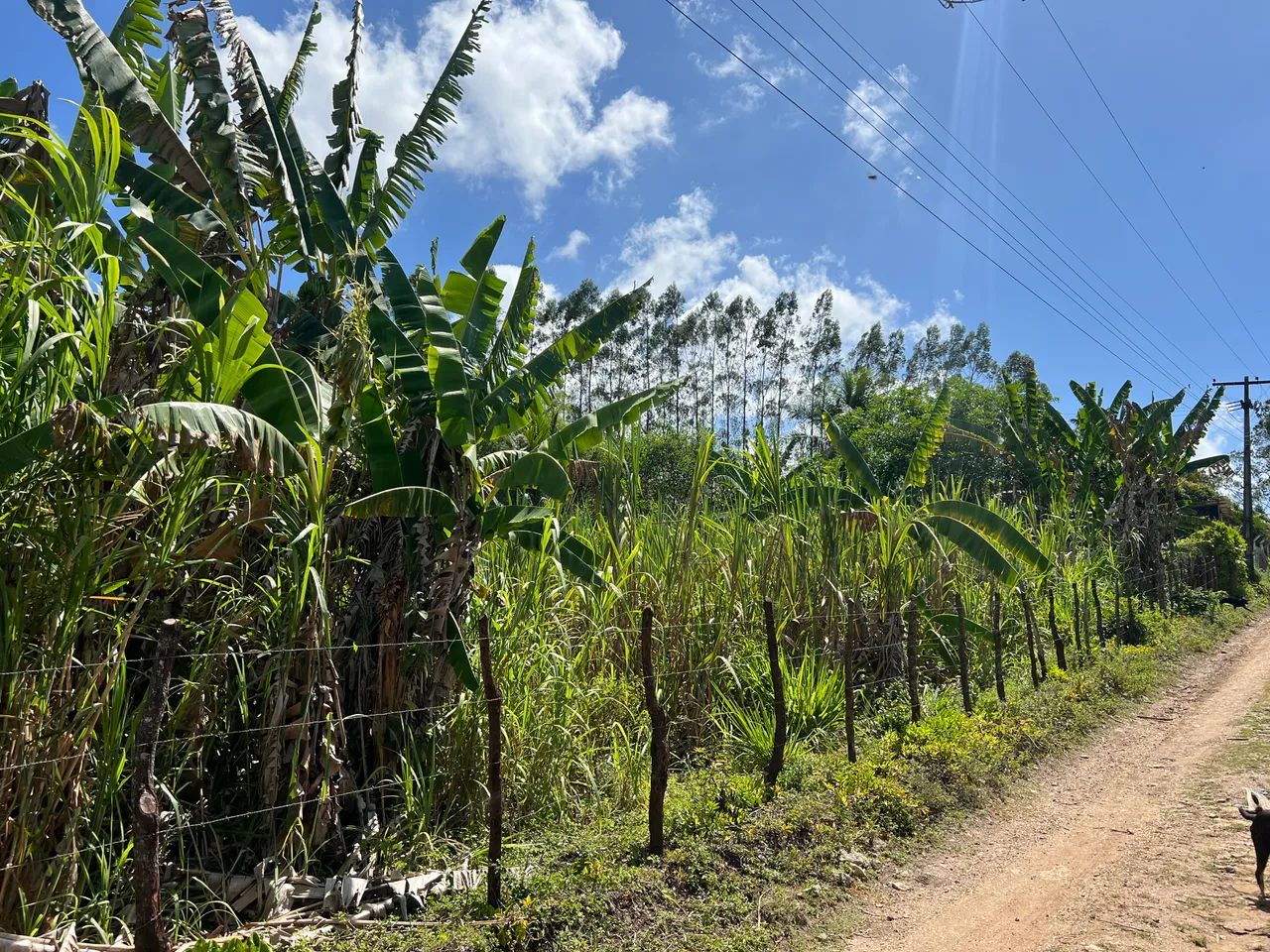 Chácara no Povoado Tabocas - Socorro * - Foto 5