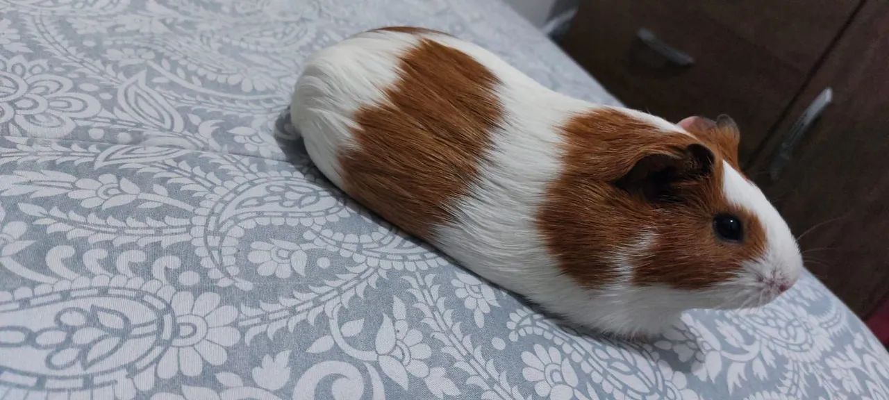 Doa-se porquinho-da-india fêmea  - Foto 2