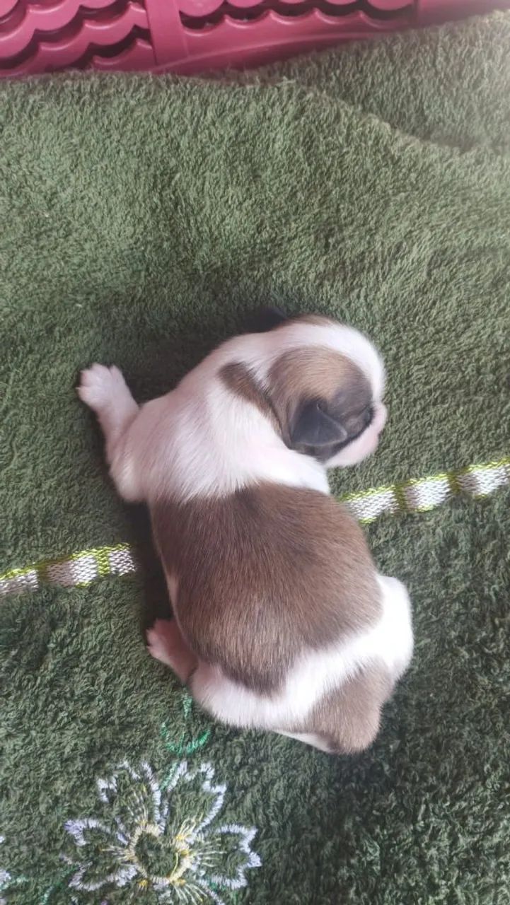 Filhote Shih Tzu  - Foto 2