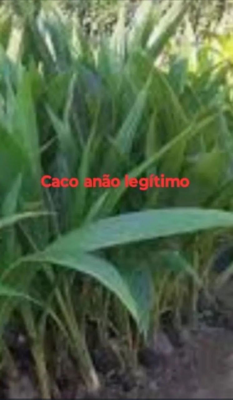 Mudas frutíferas árvores e plantas  - Foto 4