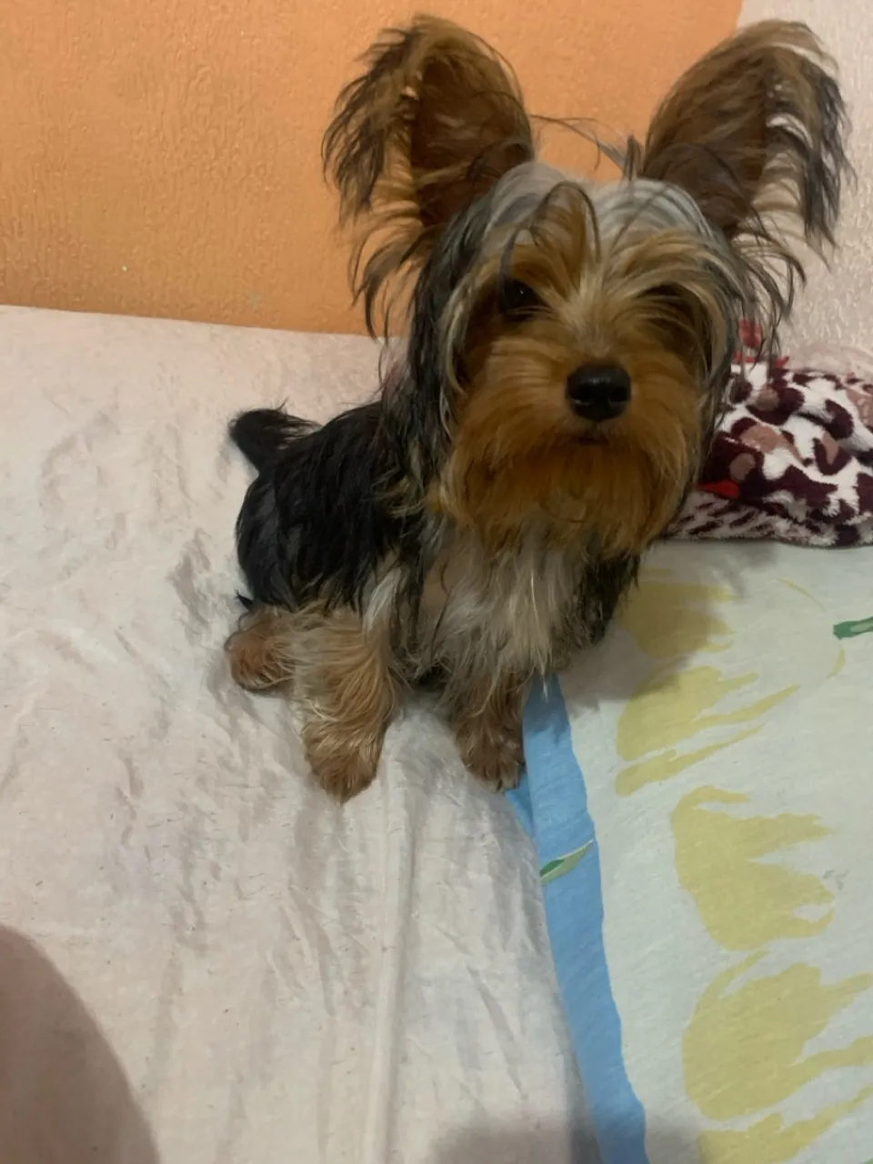 Yorkshire Terrier Macho- Fofo e brincalhão!