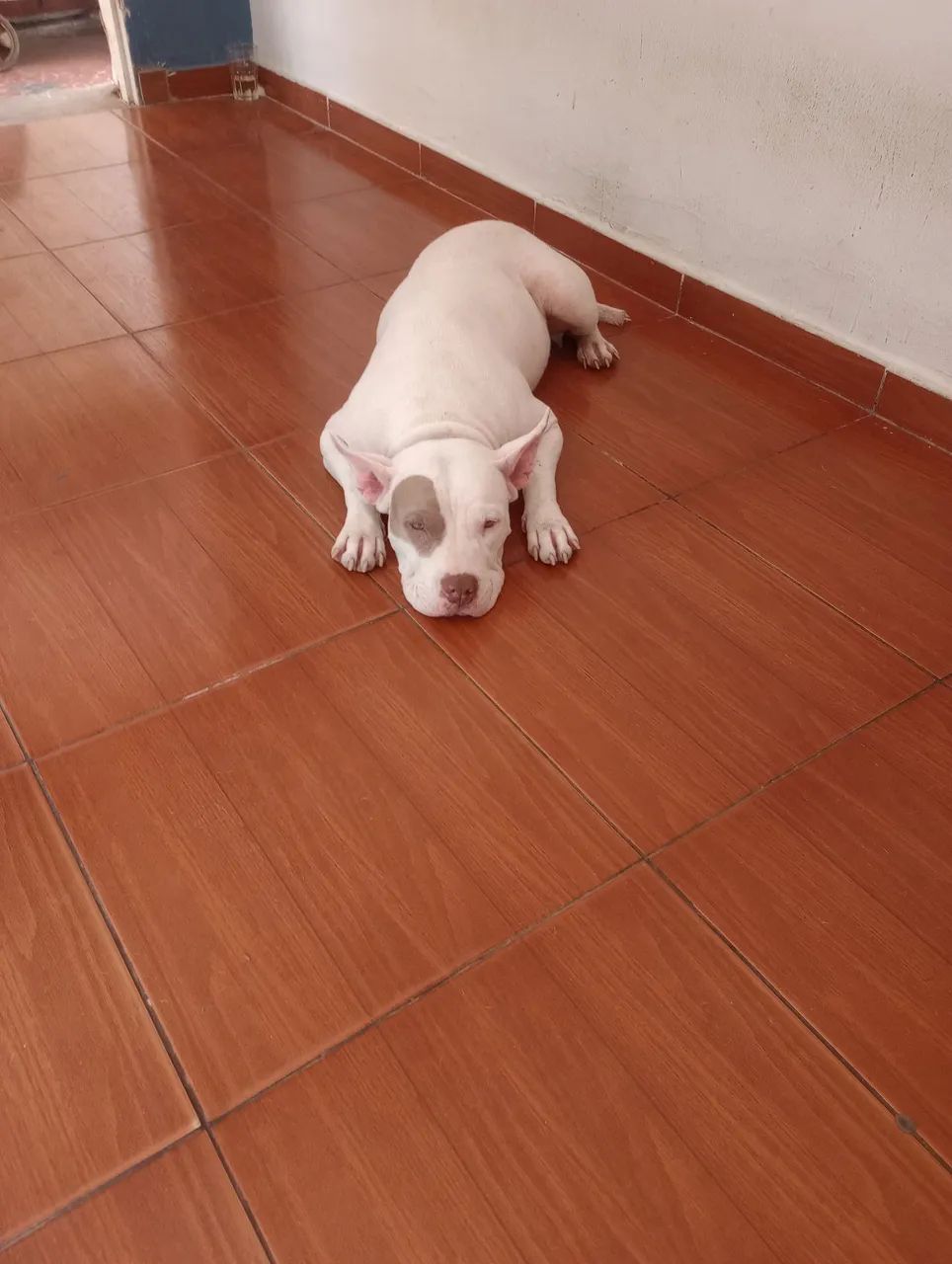 Pitbull fêmea. Doa-se  - Foto 2