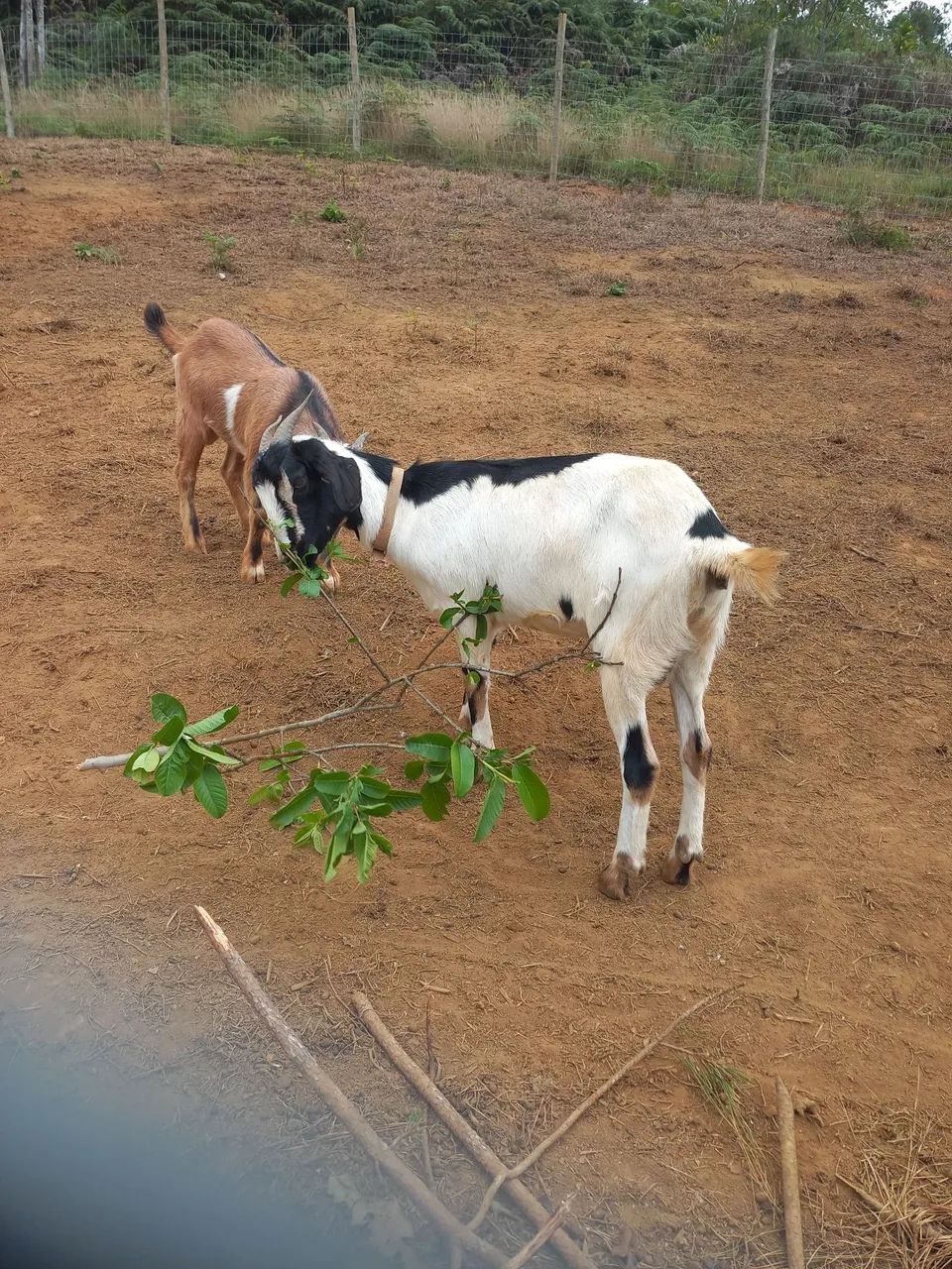 Vendo caprinos