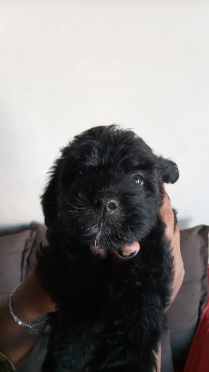 Cachorro 