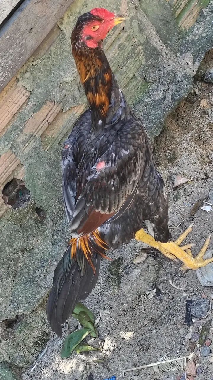 Frango e frangas entre 5 e 6 meses casal r$ 500 individual r$300 - Foto 5