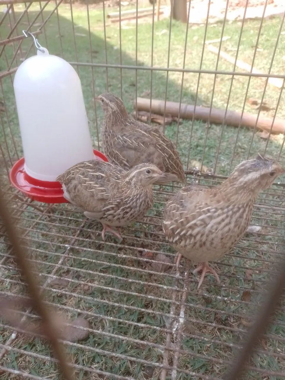 Galinha codorna 