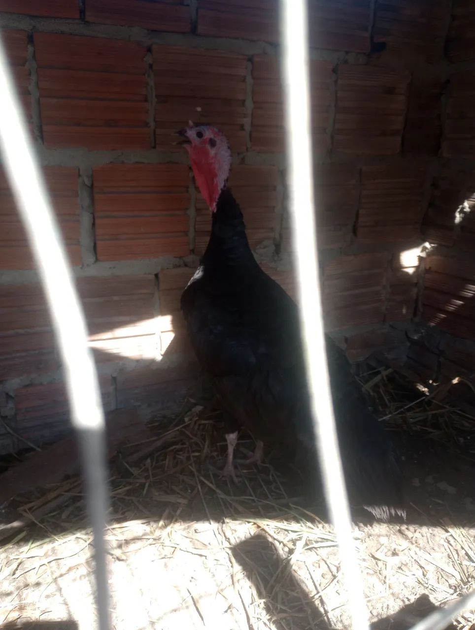 Perua fêmea  - Foto 2