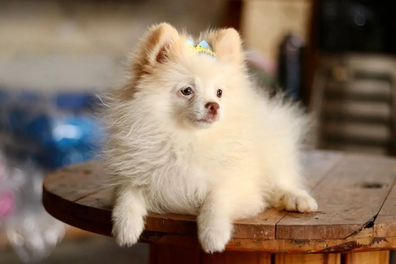Spitz PARCELAMOS 