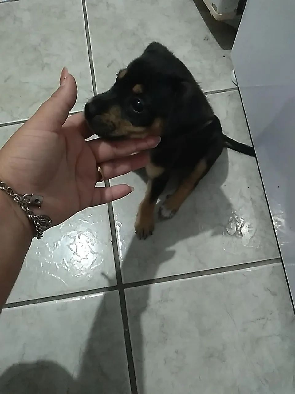 Adoção 