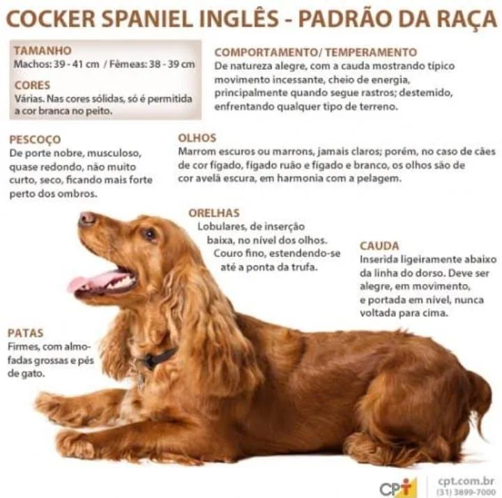 COCKER SPANIEL INGLÊS CANIL - Foto 4