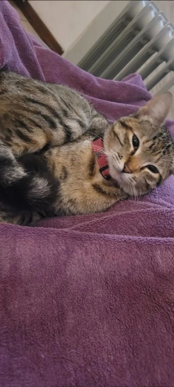 Doa se gatinha  - Foto 3