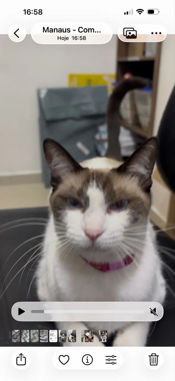 Pets gatinha 