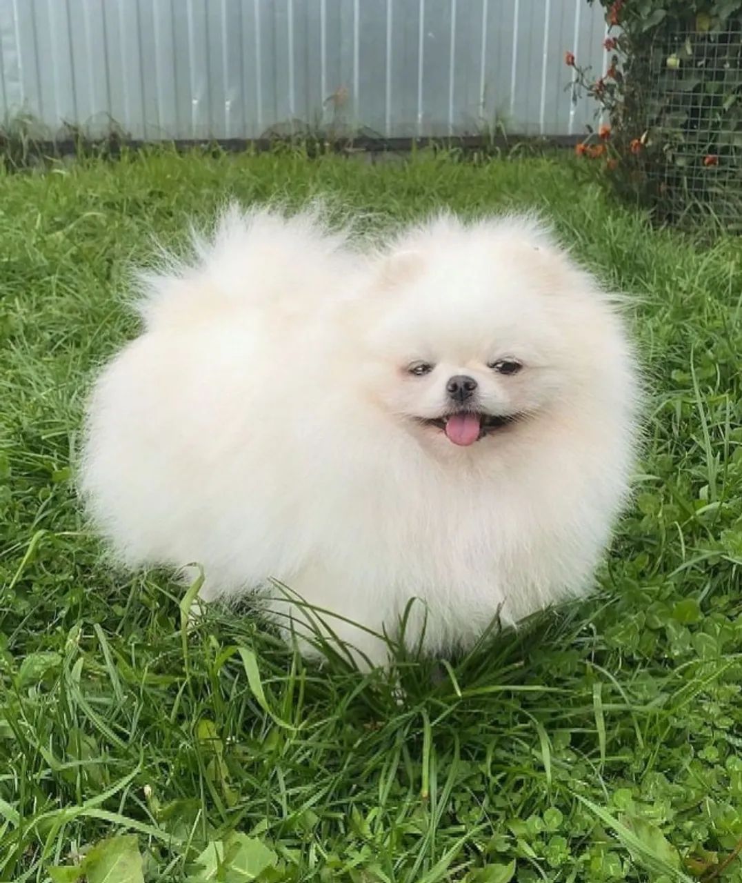 spitz alemão anao miniatura branquinho ursinho  - Foto 6