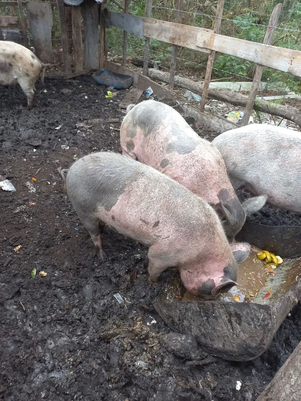 Vendo porcas  - Foto 5