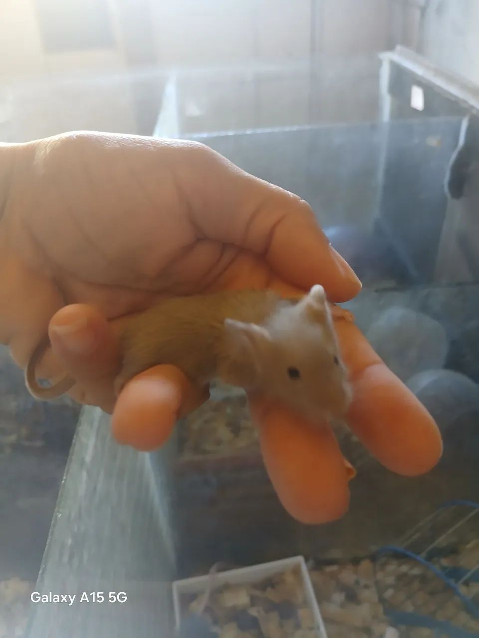 Camundongo Pet  - Foto 2