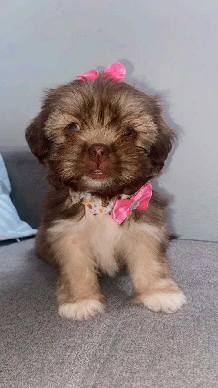 Vendo shitzu fêmea 3 meses  - Foto 3