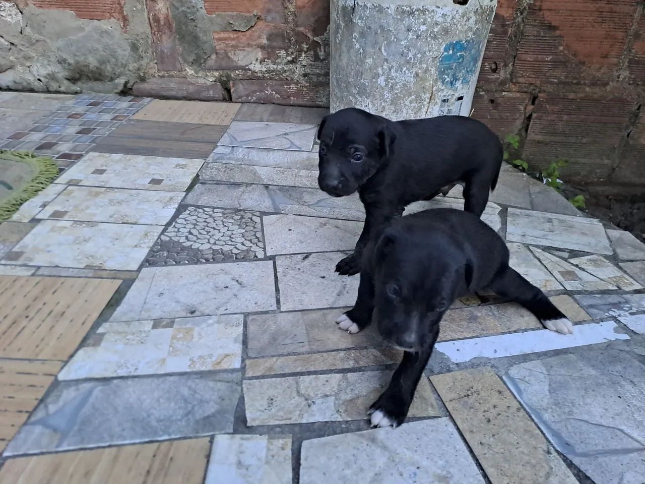 Doação Lindos filhotes misto pai labrador  - Foto 6