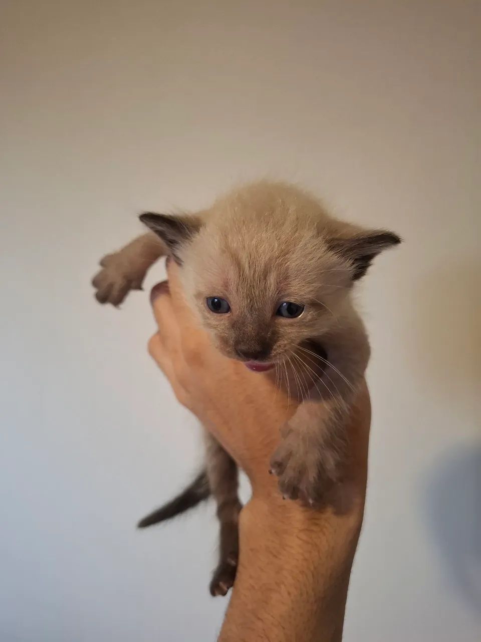 Doa-se filhote de gatos  - Foto 4