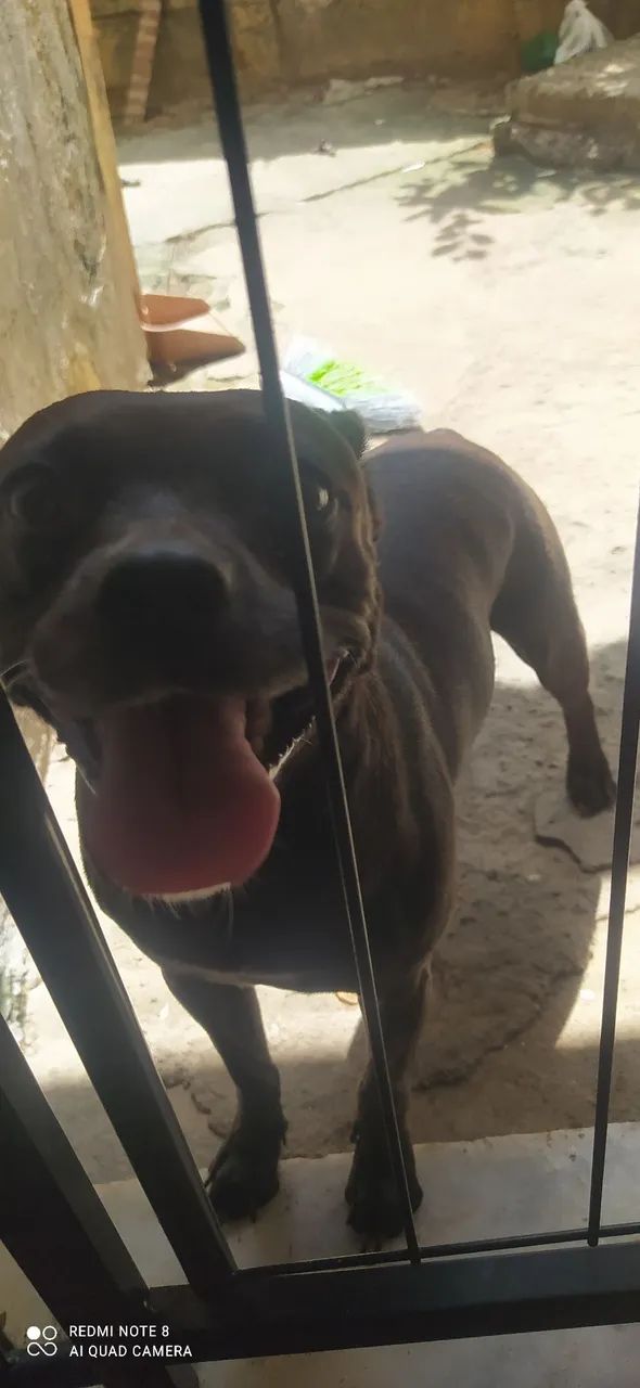 Estou doando essa cachorrinha