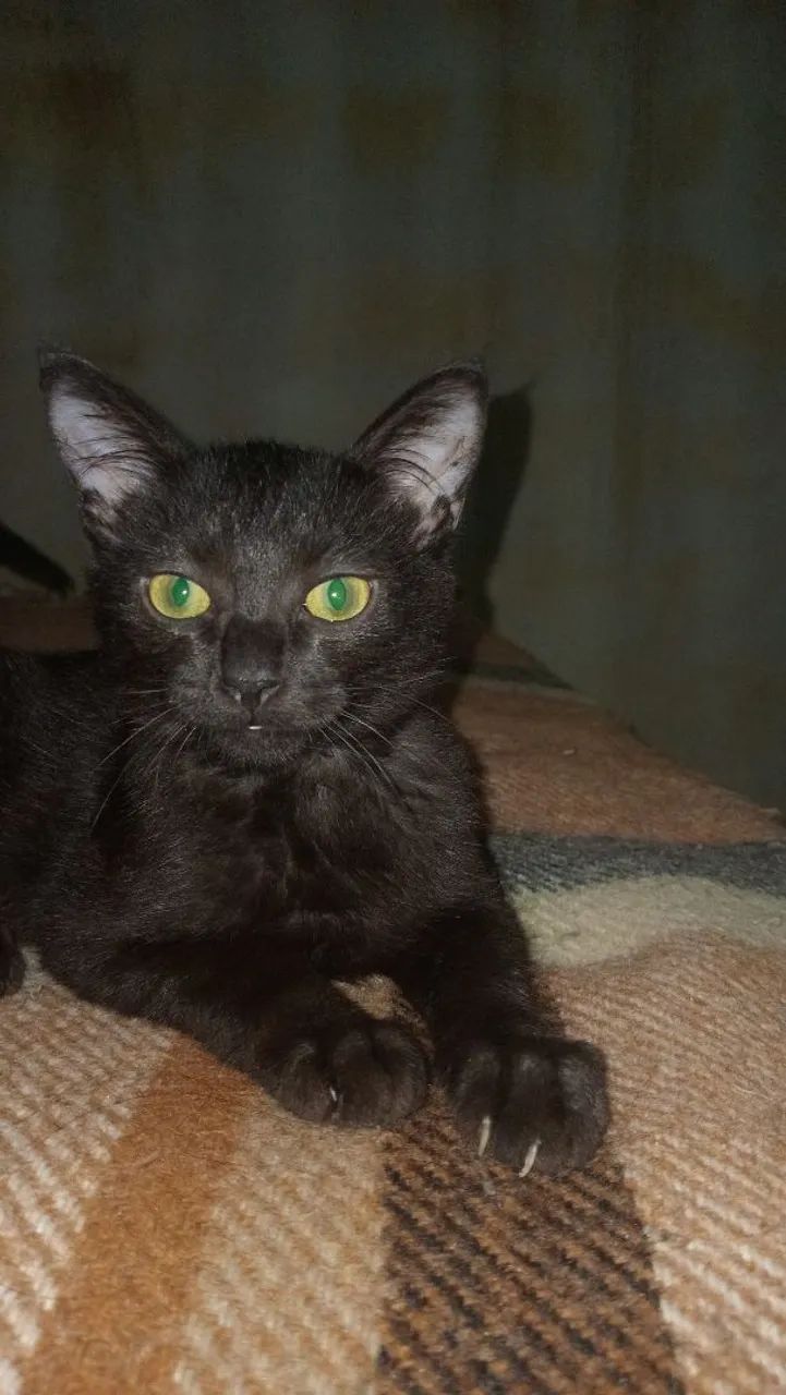 Gato pra adoção  - Foto 3