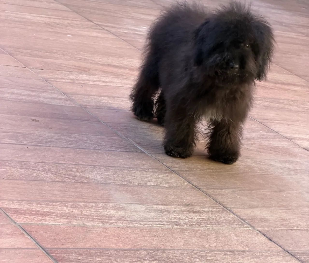 Poodle com 5 meses - Foto 3