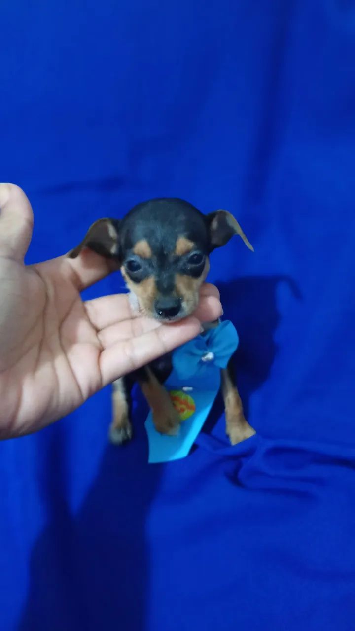 Pinscher - Foto 4