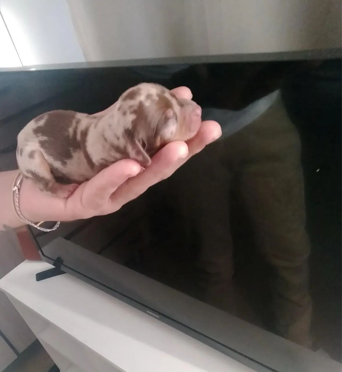 Lindo filhote de dachshund