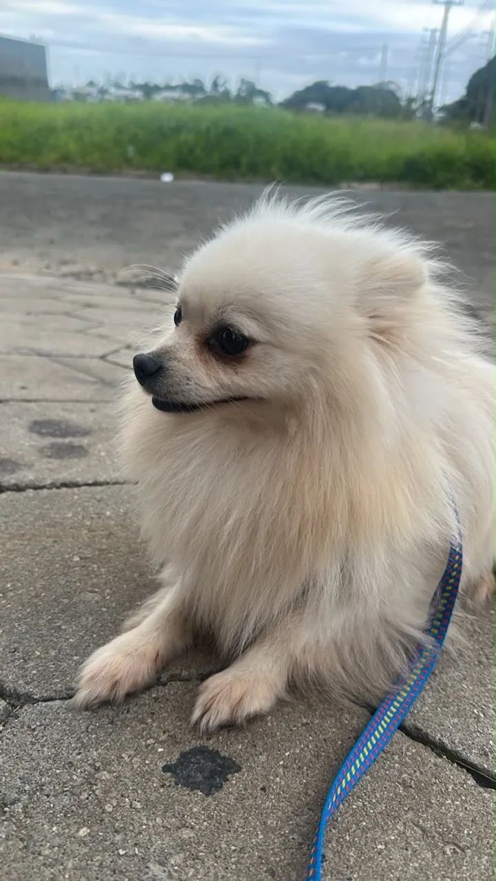 SPITZ ALEMÃO À VENDA! - Foto 3
