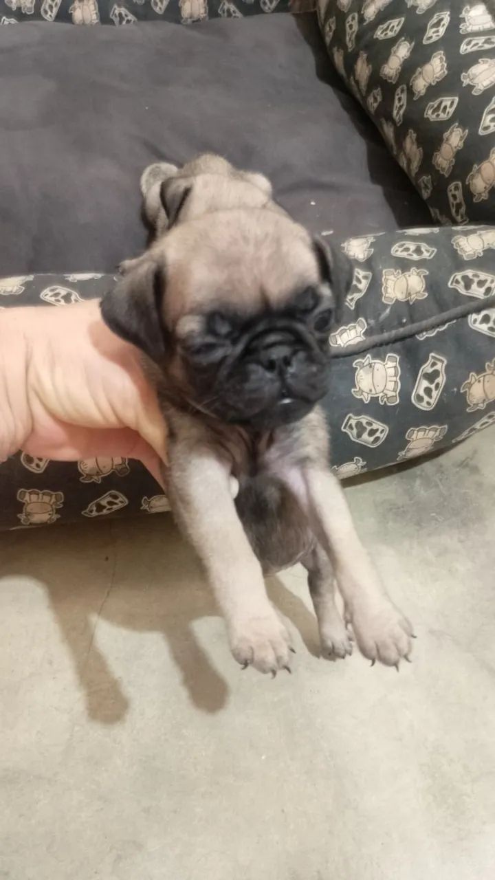 Filhote de Pug 