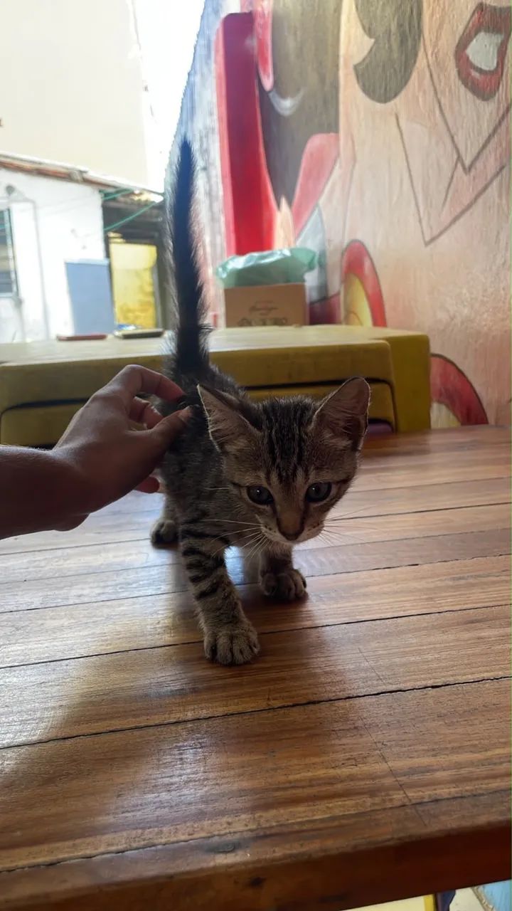 Gato macho filhote - Foto 3