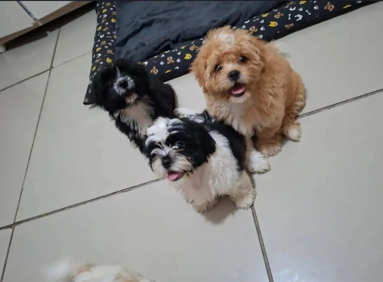 Shitzu machos