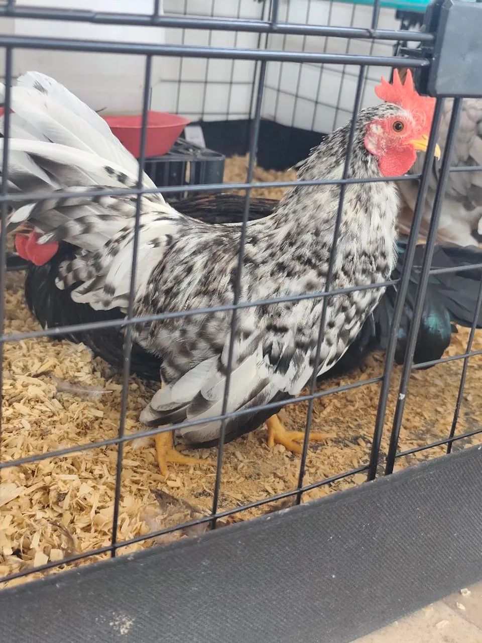 Nagasaki Galo - Foto 2