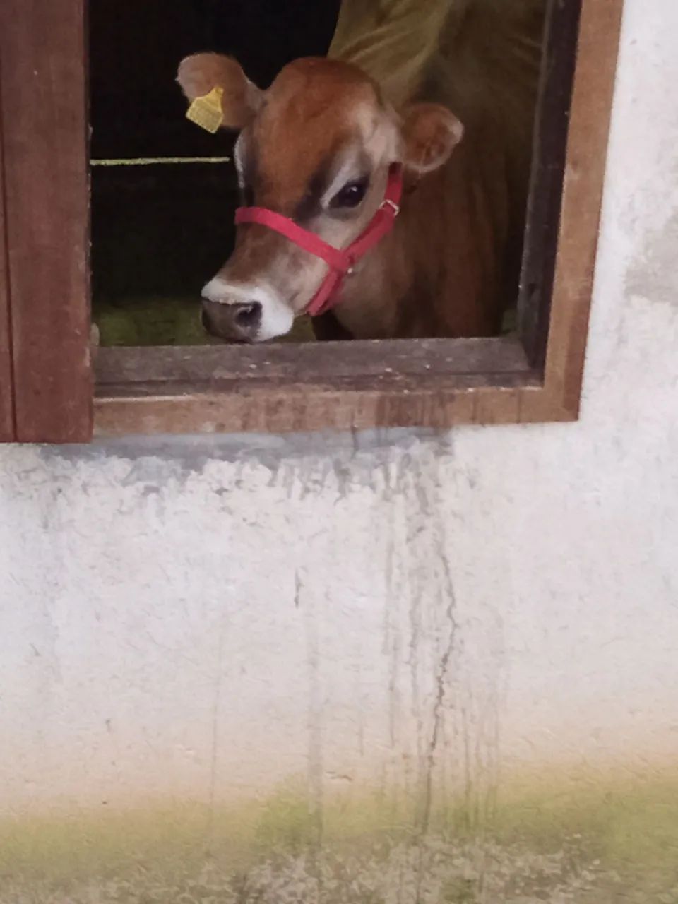 Vendo vaca gersey  - Foto 4