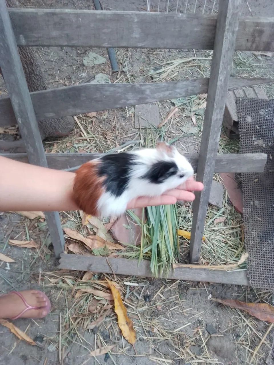 Vendo Porquinhos da Índia