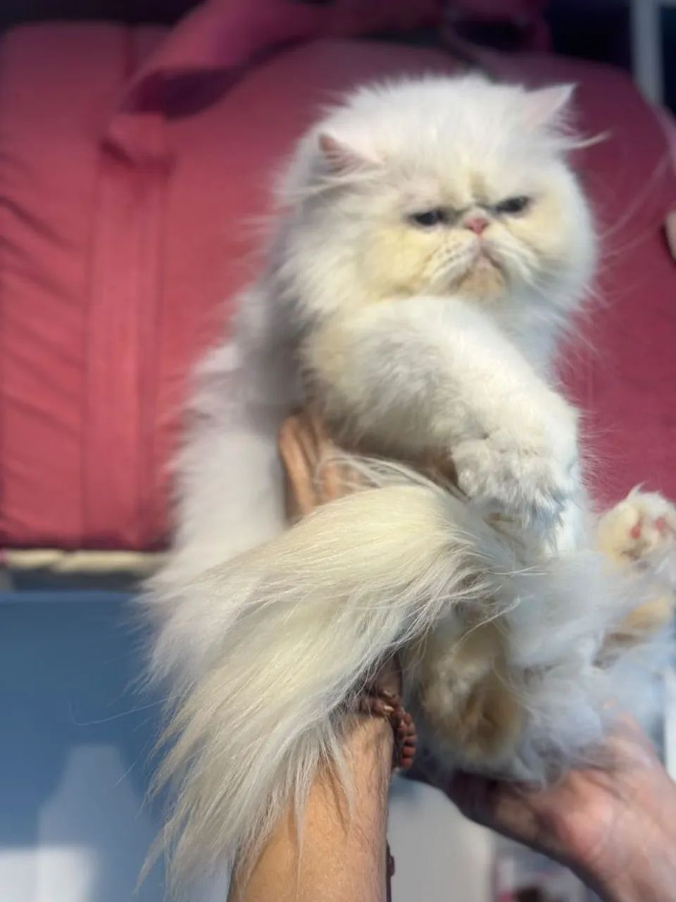 Gata persa com 9 meses - Foto 4