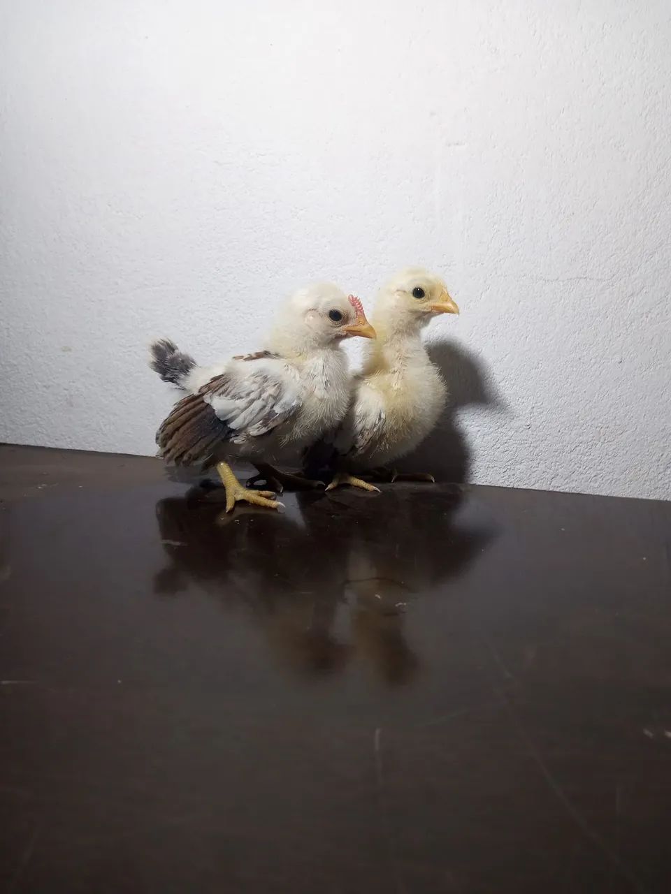 Casal de  Serama ótimo padrão genético  - Foto 2