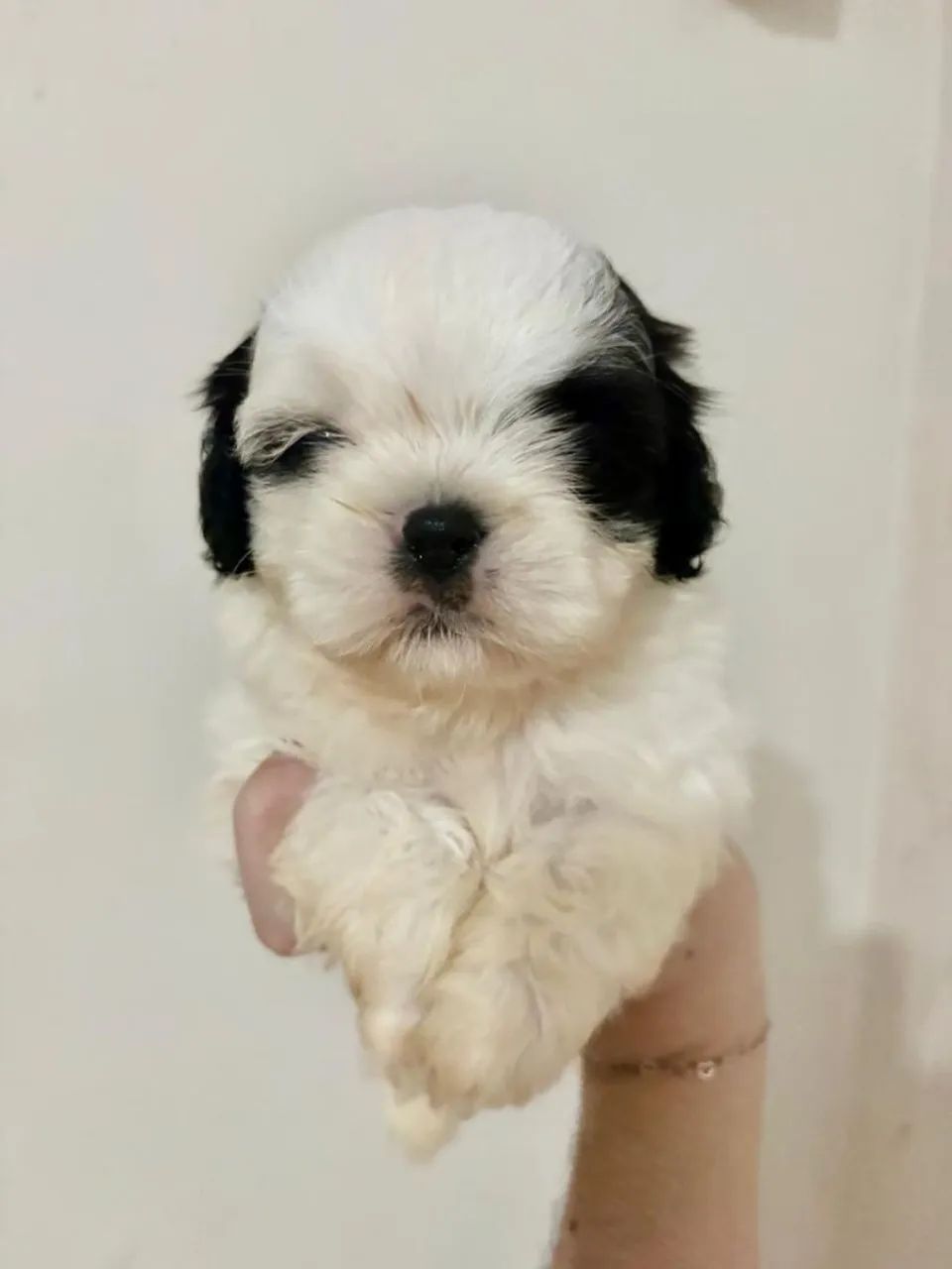 Shihtzu 