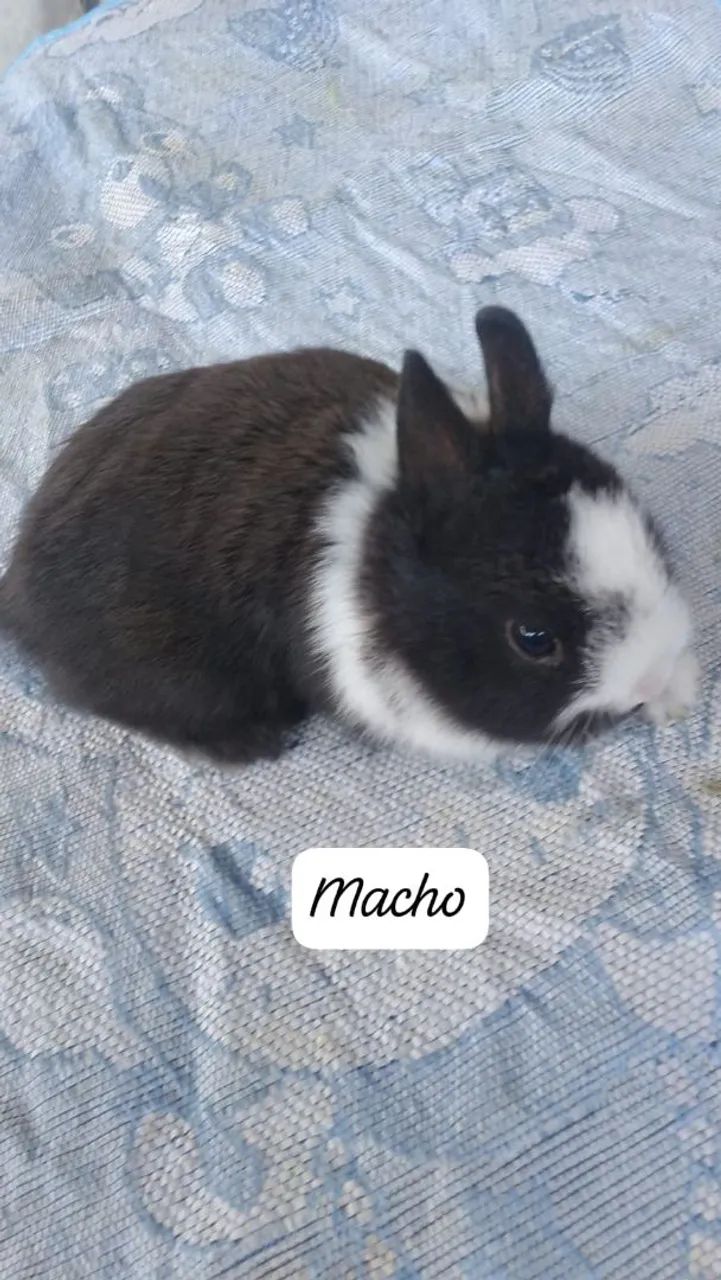 Mini coelho  - Foto 5