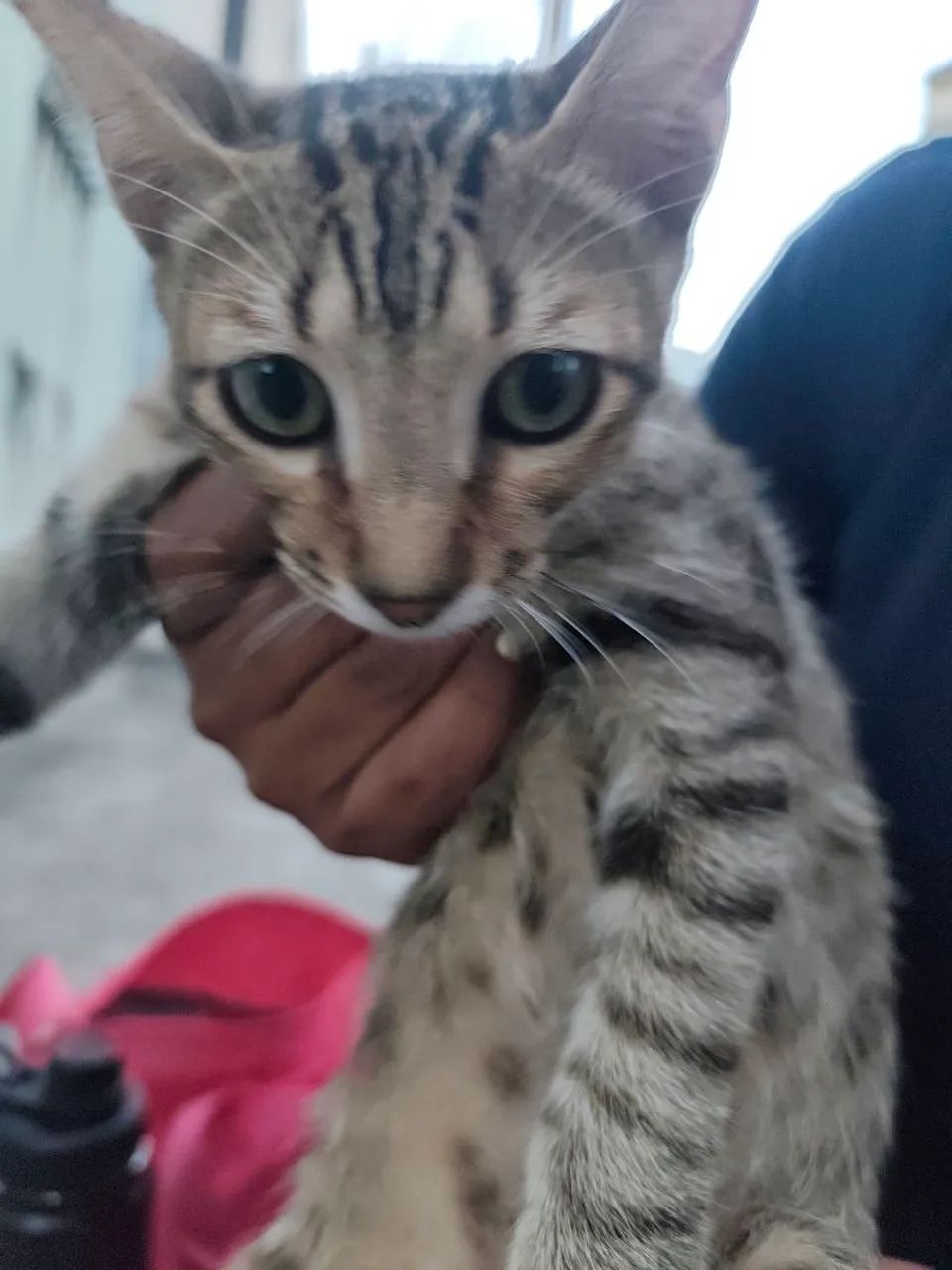 gato dócil para doação  - Foto 4