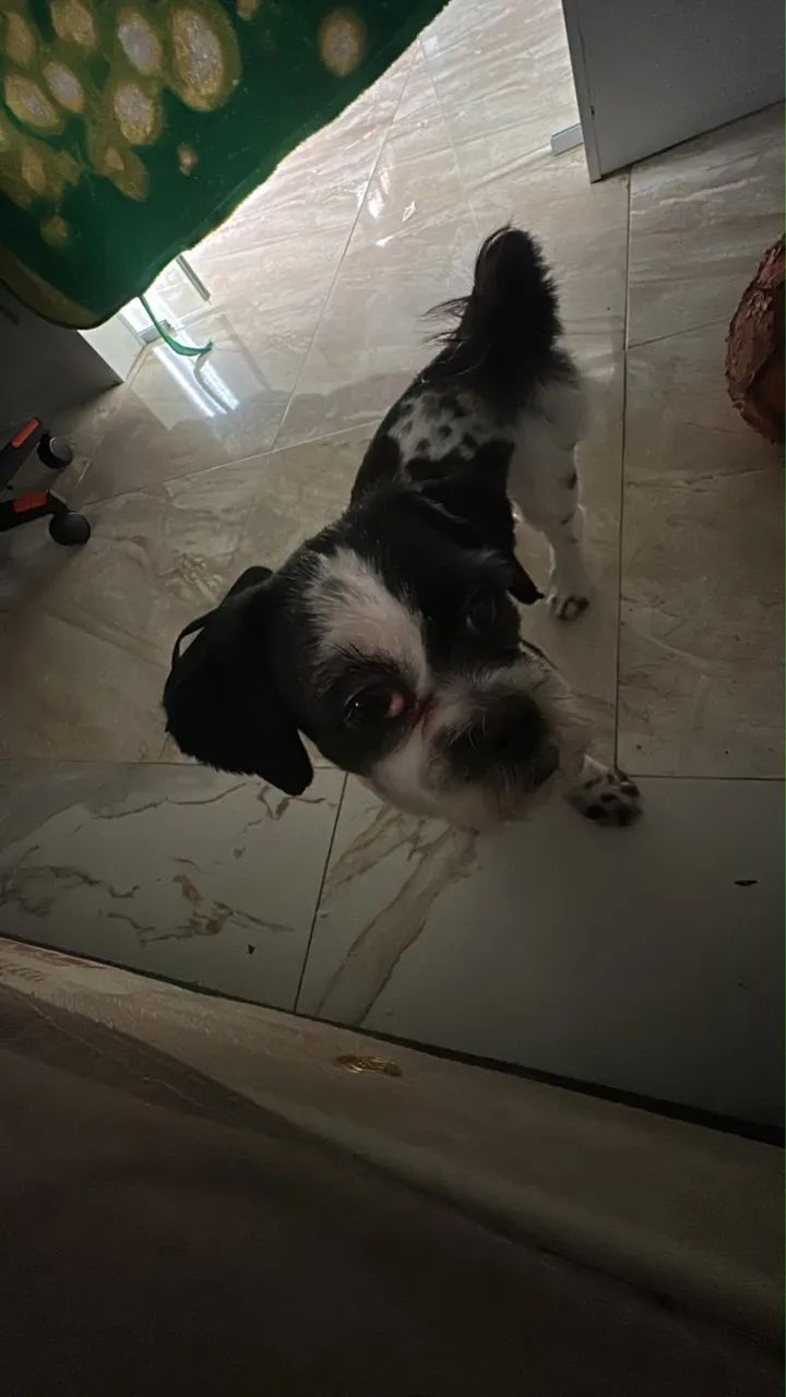 Doaçao shitzu - Foto 2
