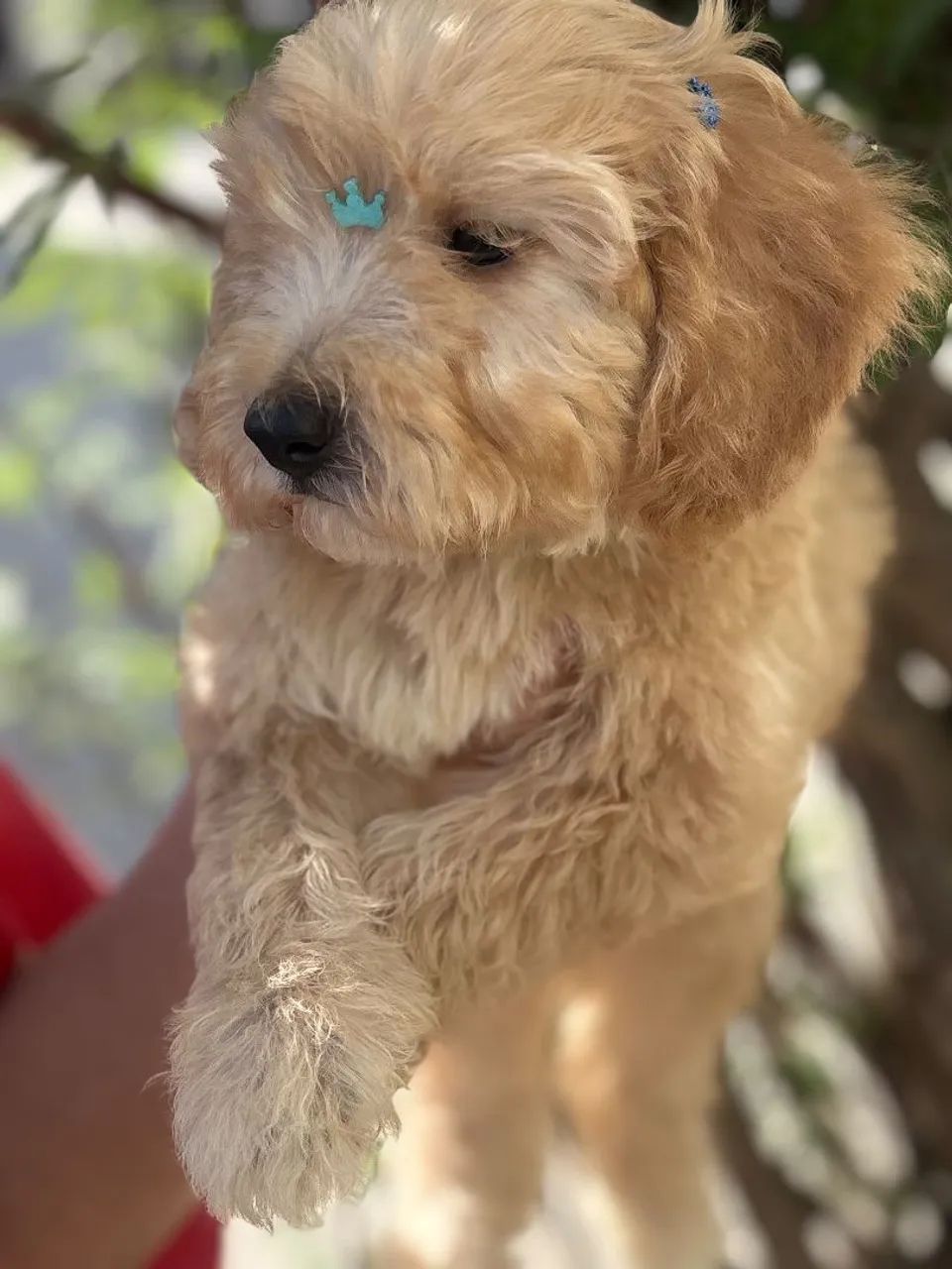 Poodle macho 