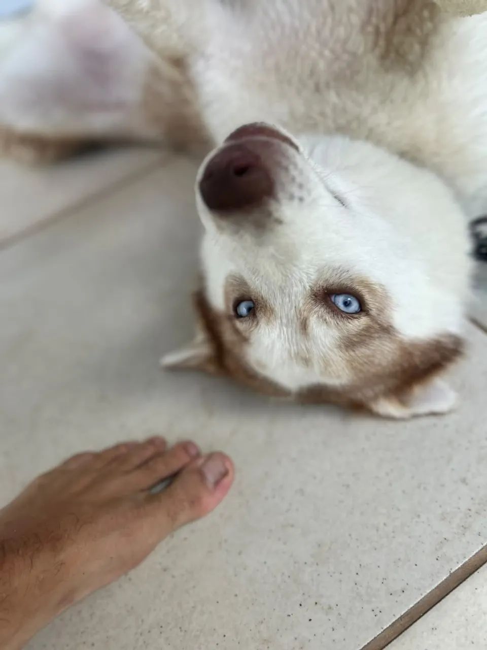 Husk siberiano  - Foto 3