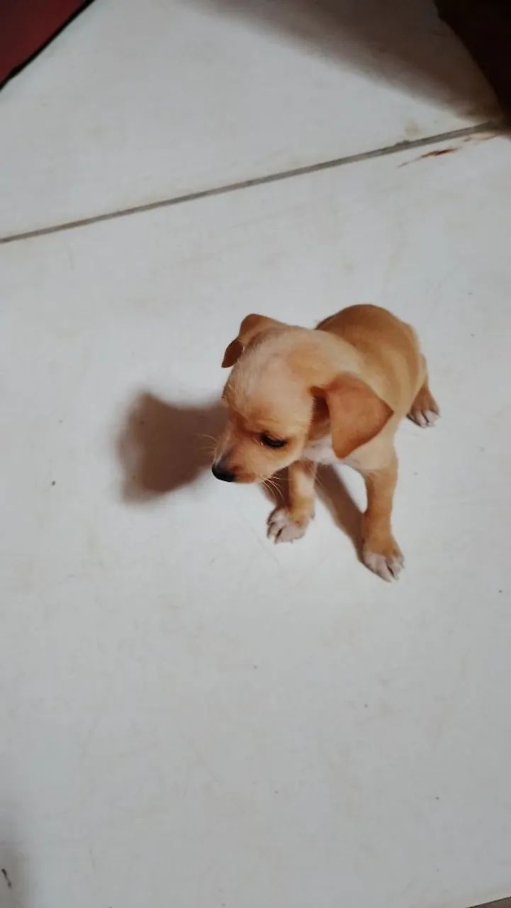 Cachorro pinscher 250,00