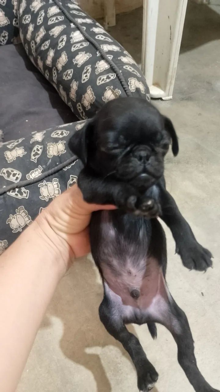 Filhote de Pug  - Foto 3