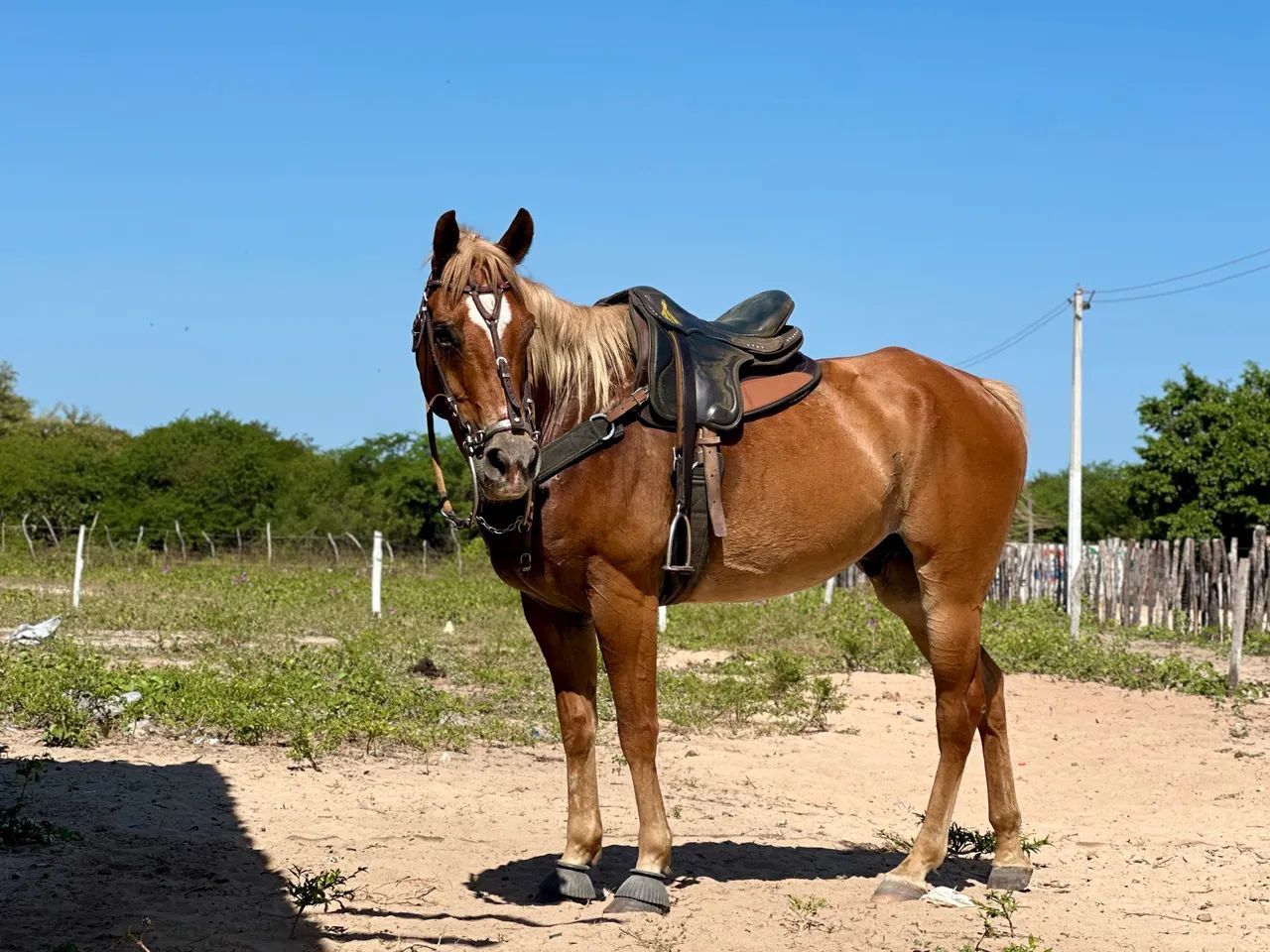 cavalo - Foto 2