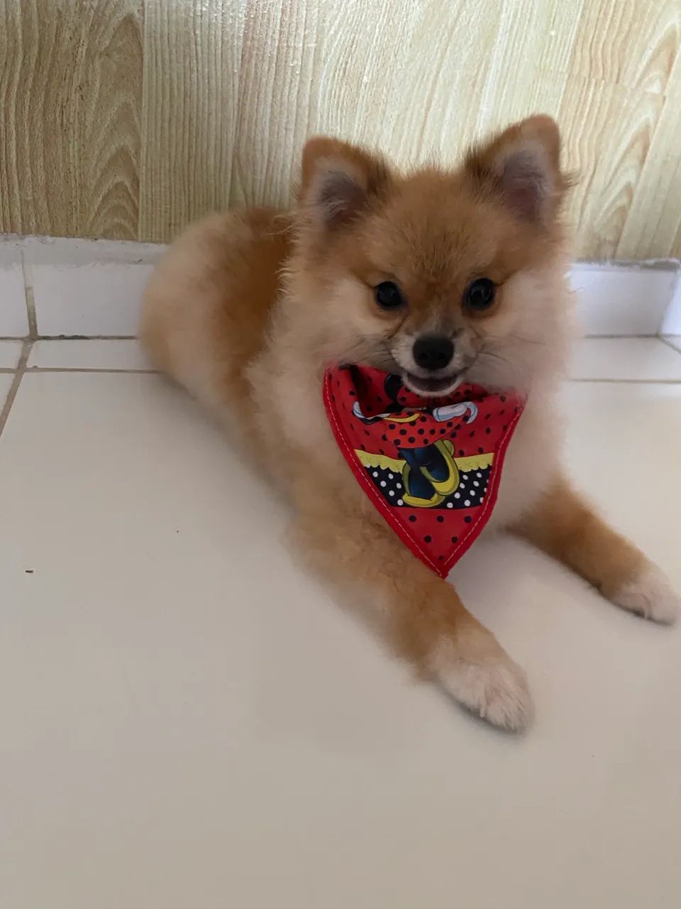 Spitz alemão fêmea  - Foto 4